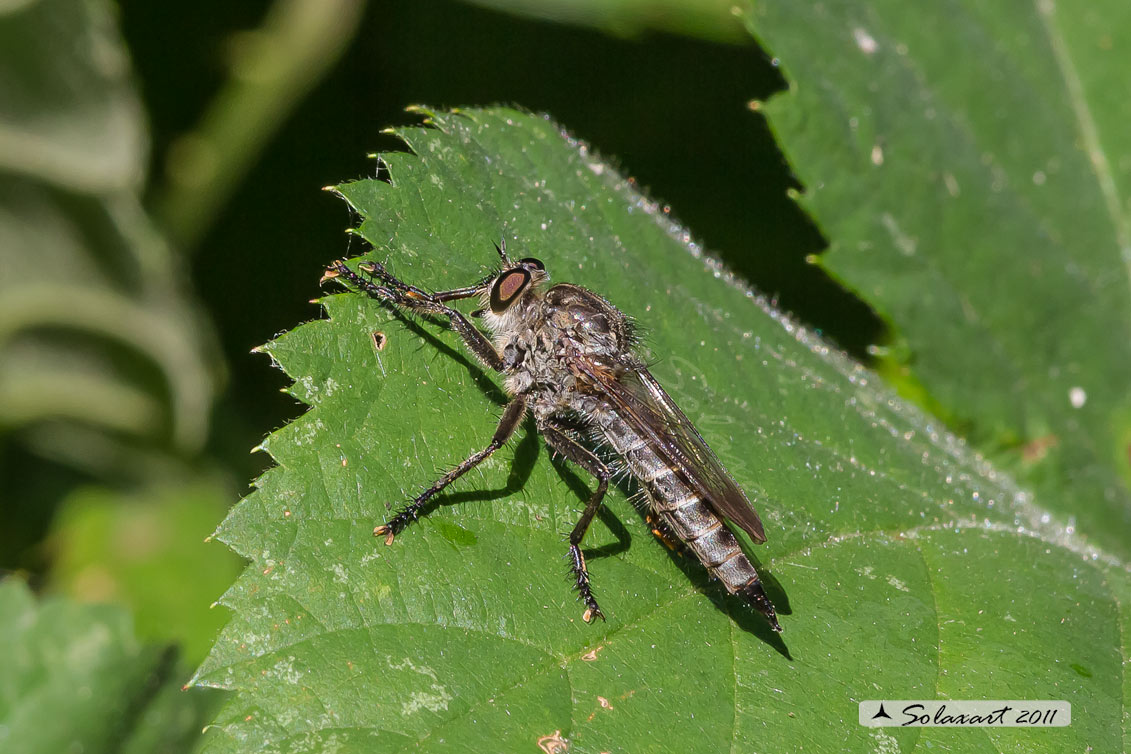 Tolmerus atricapillus