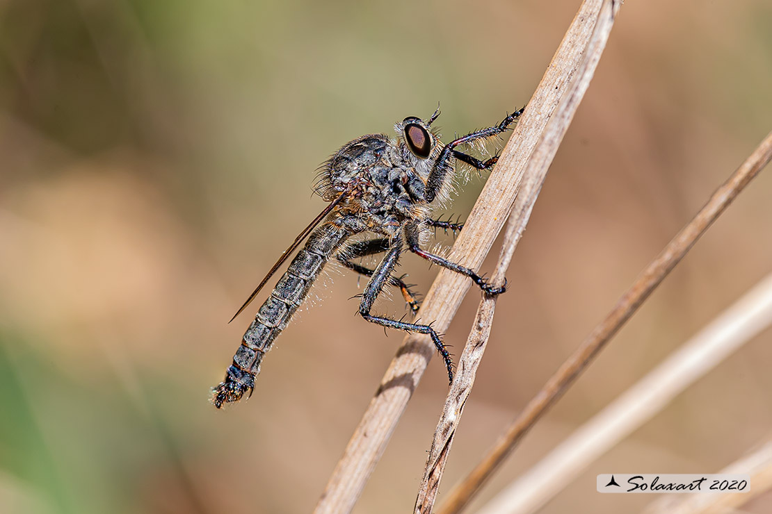 Tolmerus atricapillus