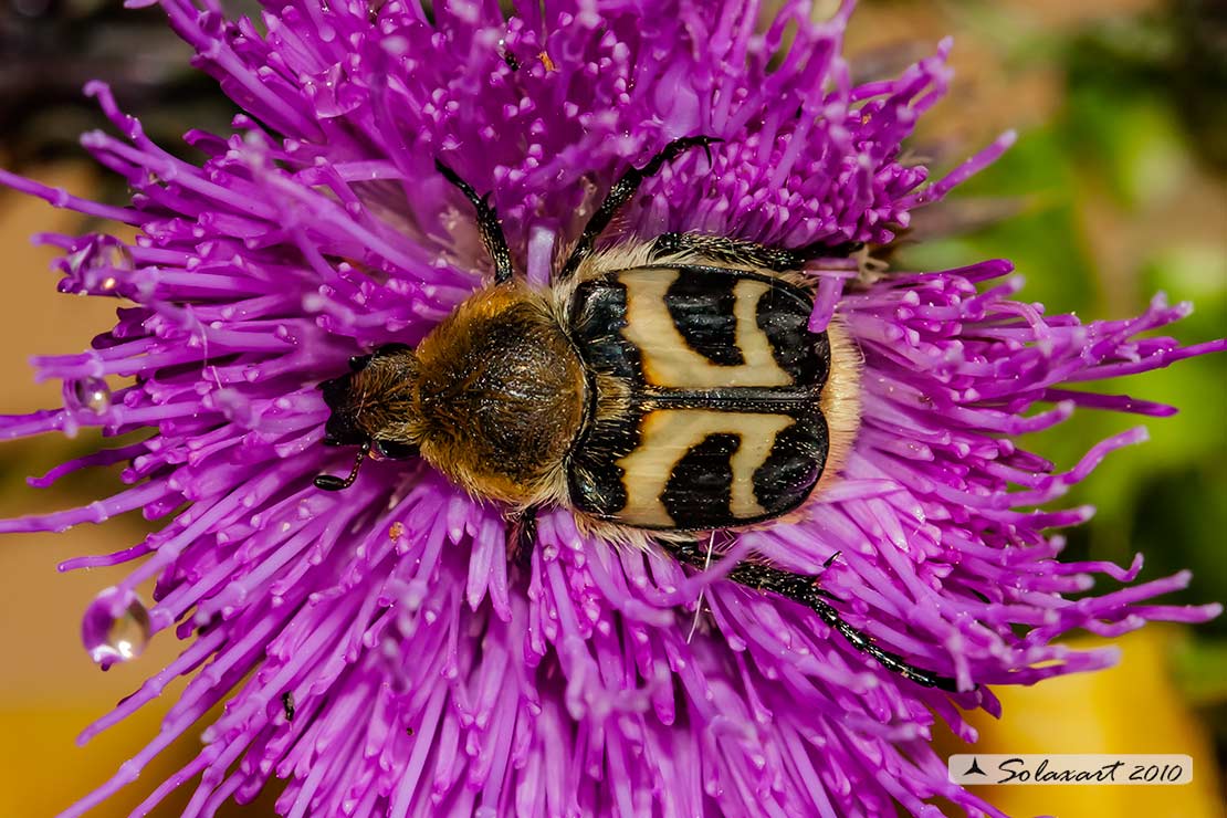 Ordine : Coleoptera; Famiglia : Scarabaeidae; Specie: Trichius fasciatus