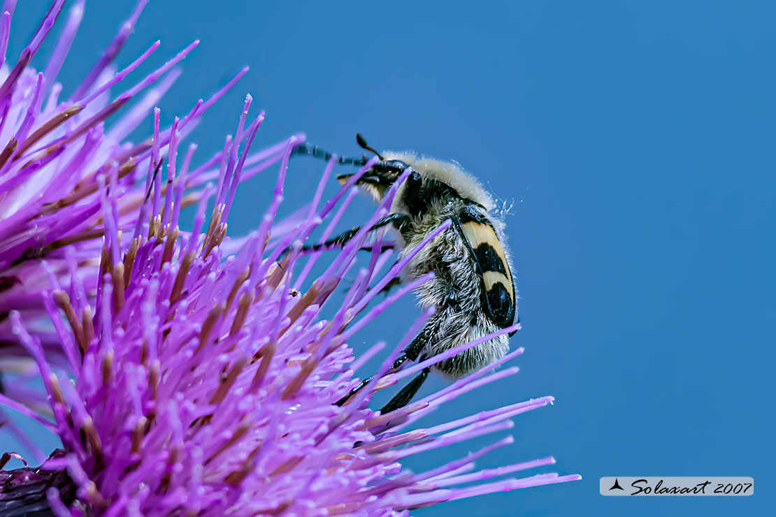 Ordine : Coleoptera; Famiglia : Scarabaeidae; Specie: Trichius fasciatus