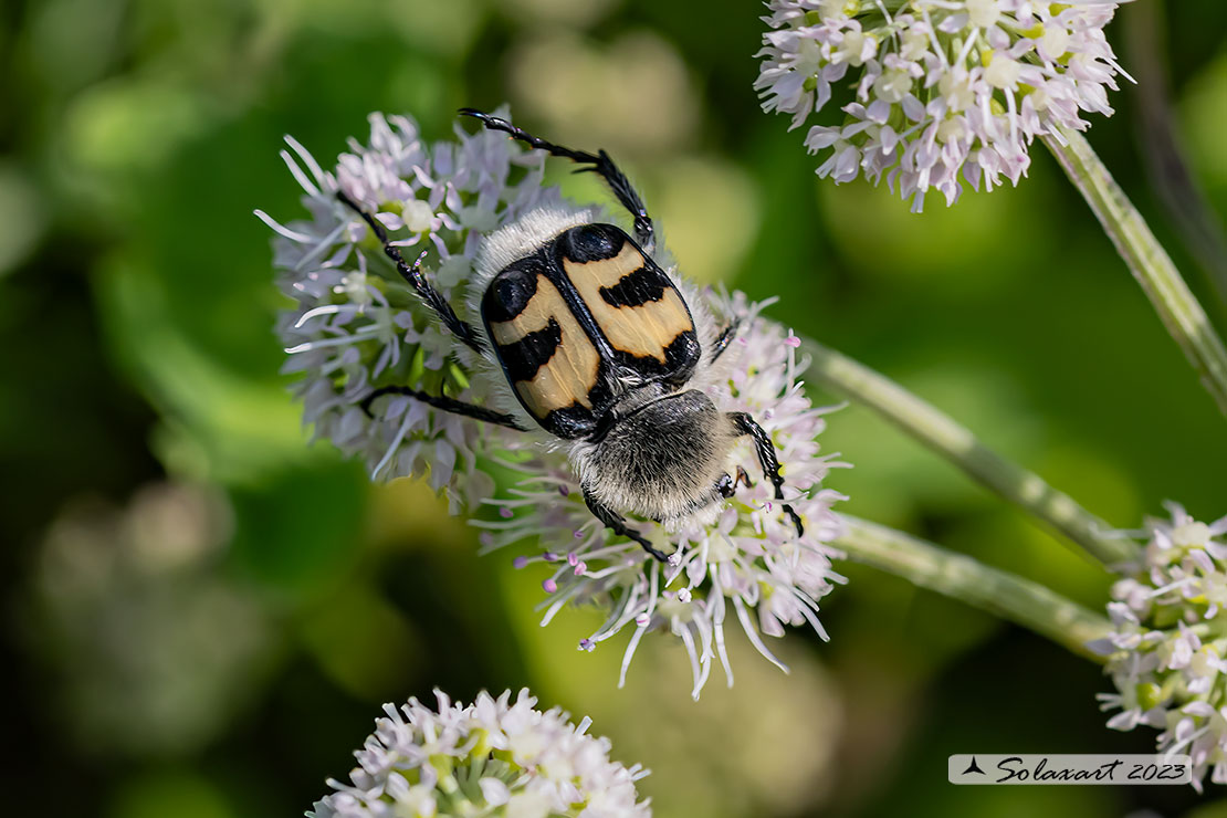 Ordine : Coleoptera; Famiglia : Scarabaeidae; Specie: Trichius fasciatus