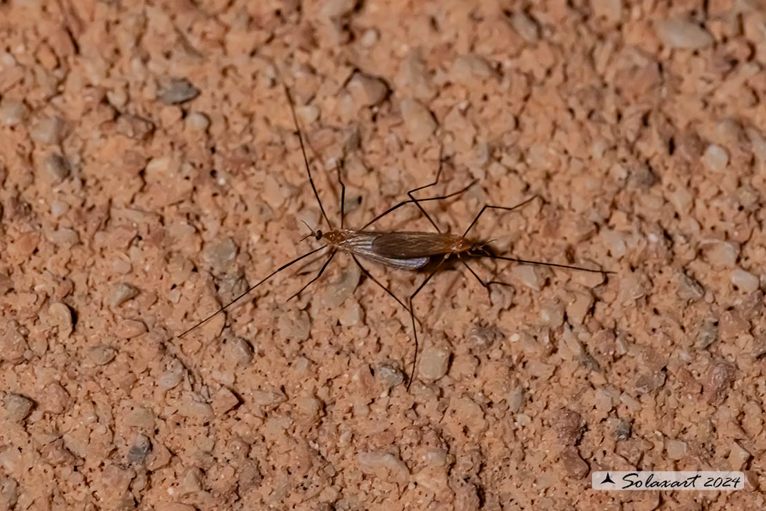 Trichocera annulata:  