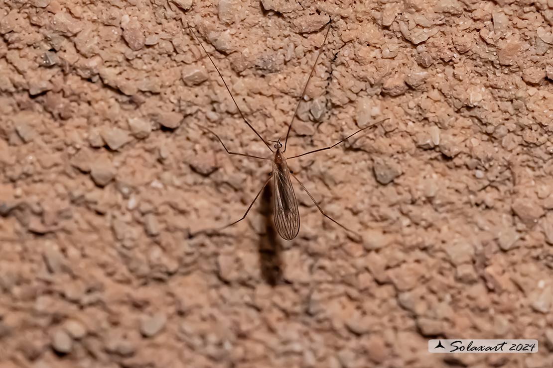 Trichocera annulata:  