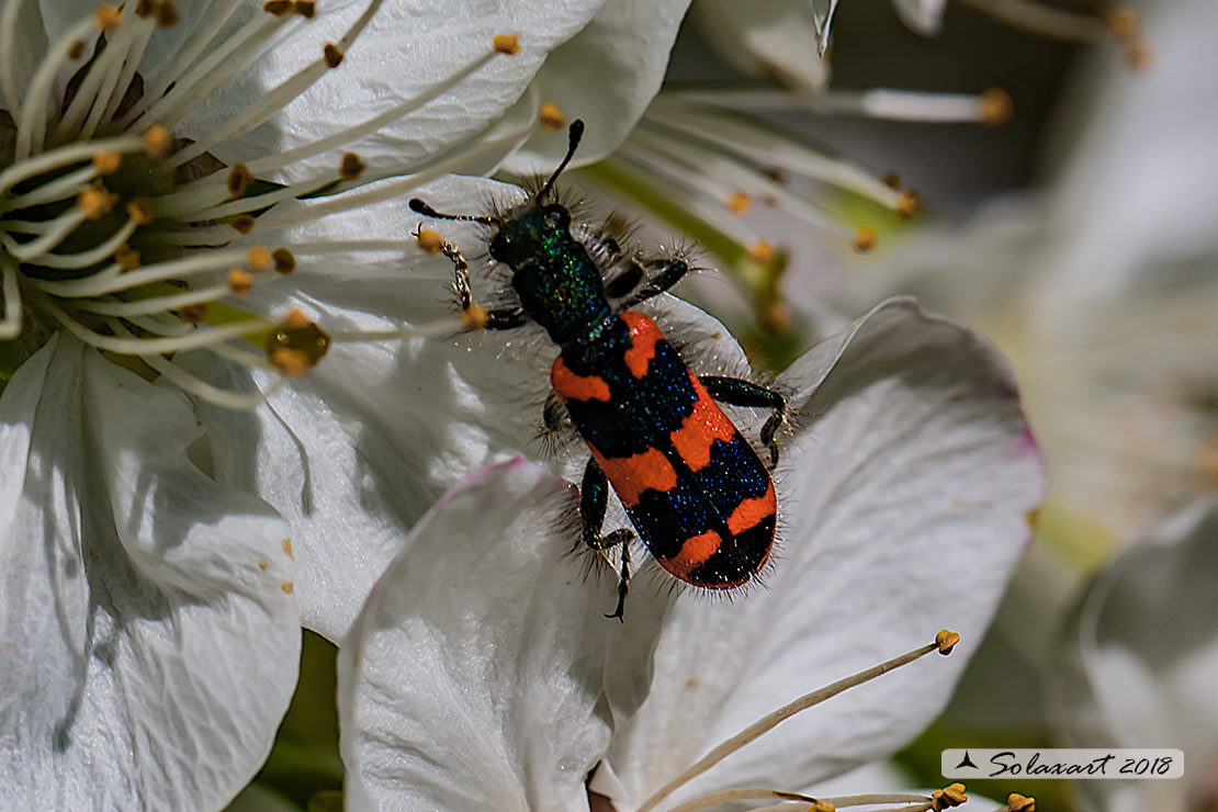 Cleridae ;  Trichodes alvearius