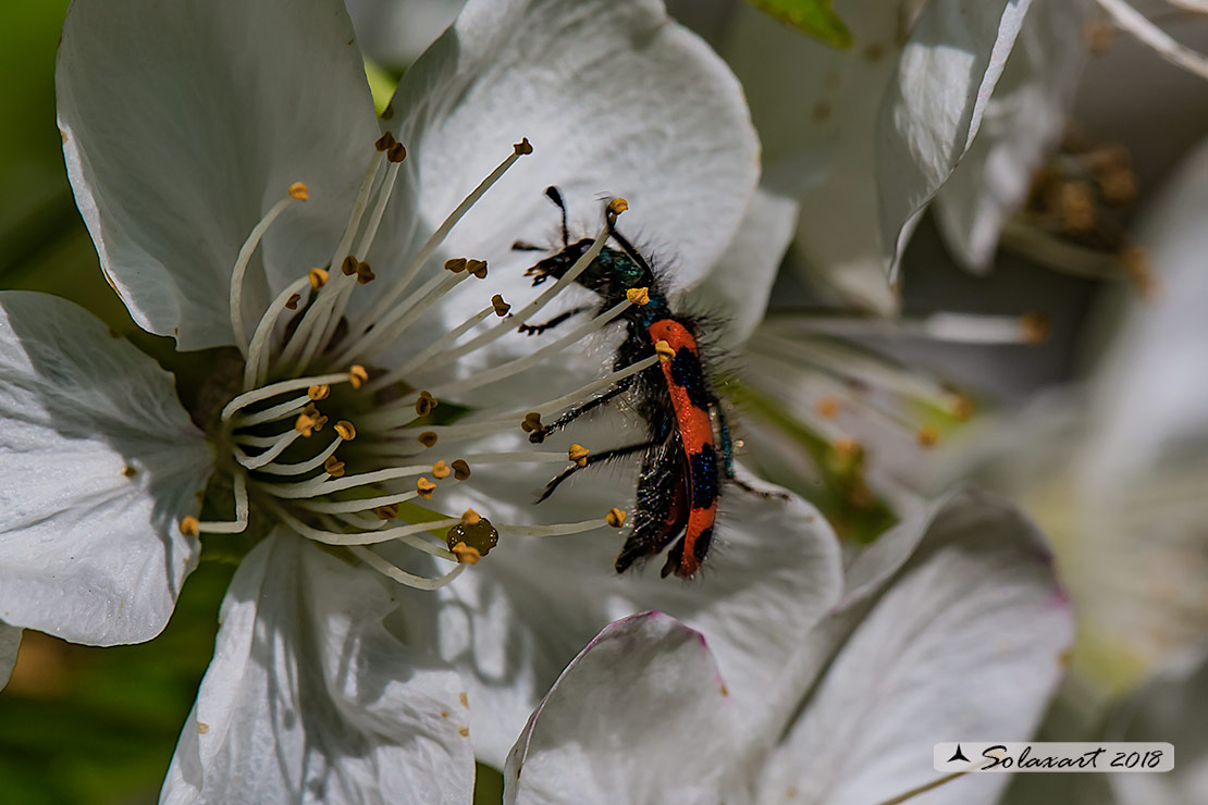 Cleridae ;  Trichodes alvearius