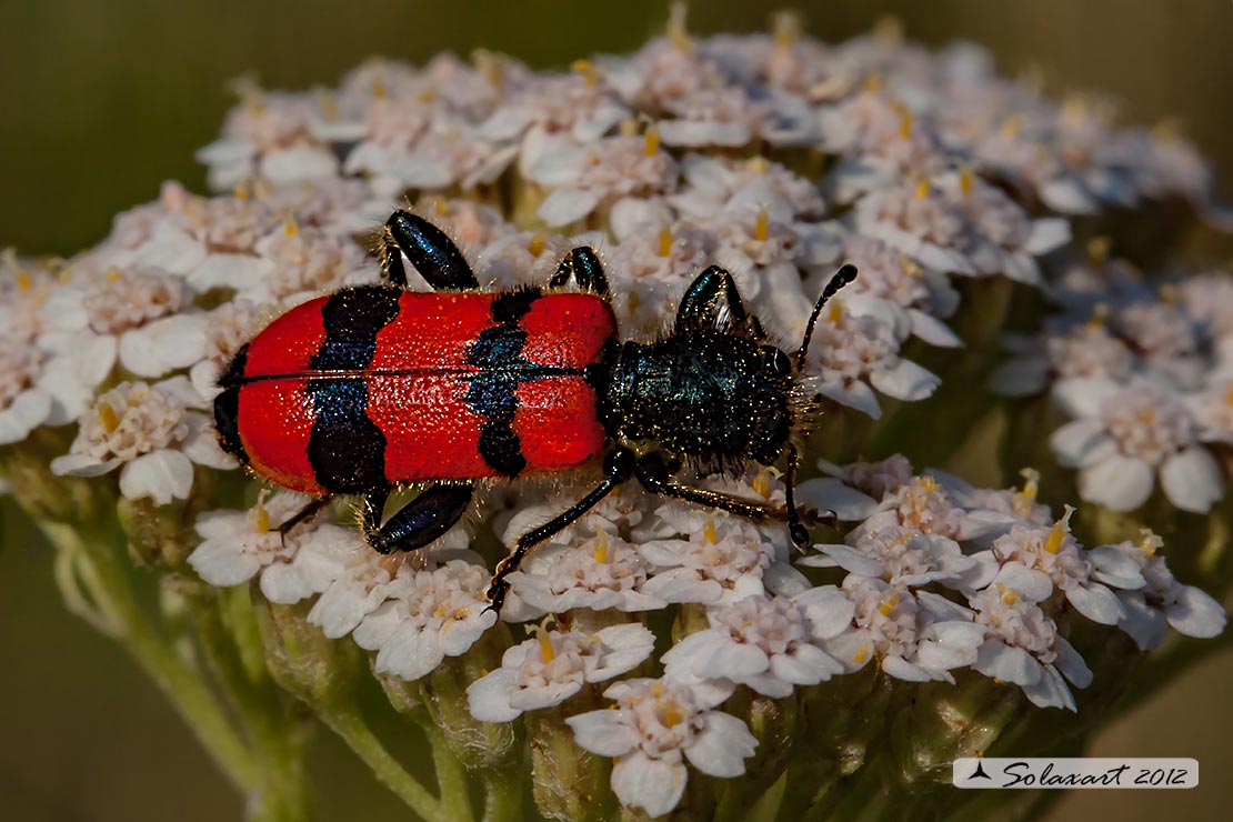 Cleridae ;  Trichodes apiarius