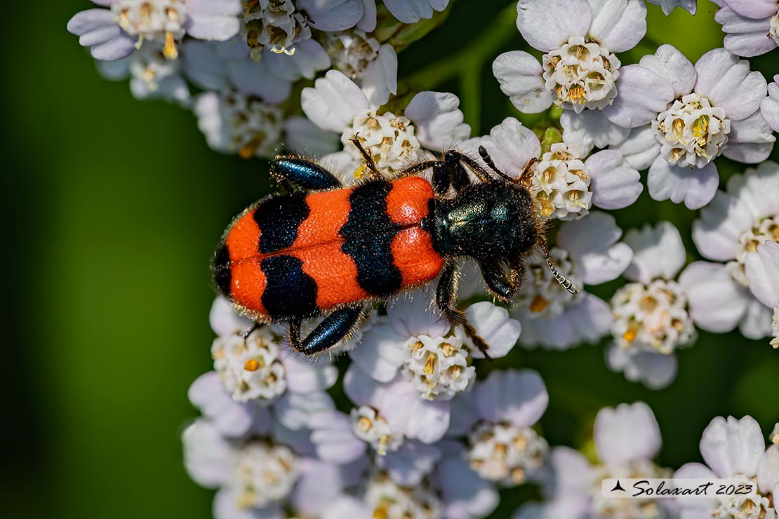 Cleridae ;  Trichodes apiarius