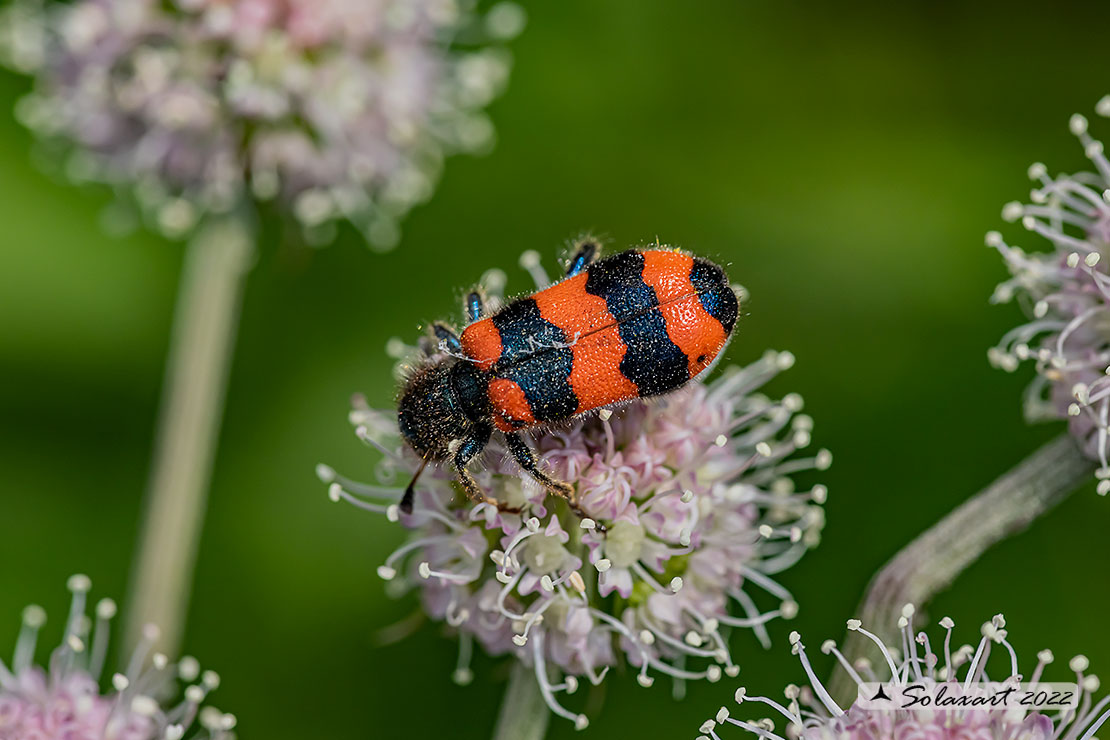 Cleridae ;  Trichodes apiarius