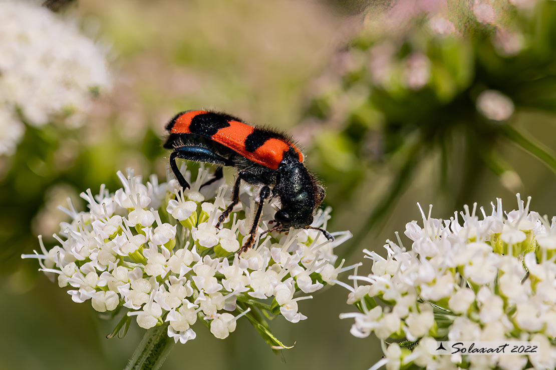 Cleridae ;  Trichodes apiarius