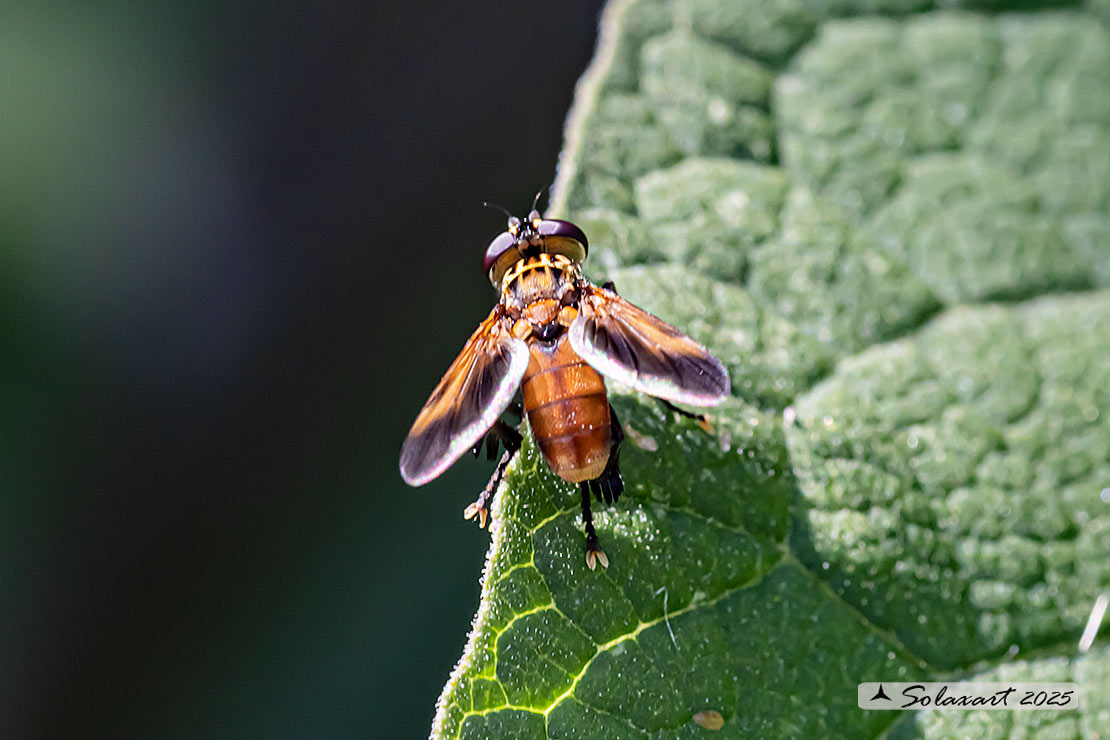 Trichopoda giacomelli