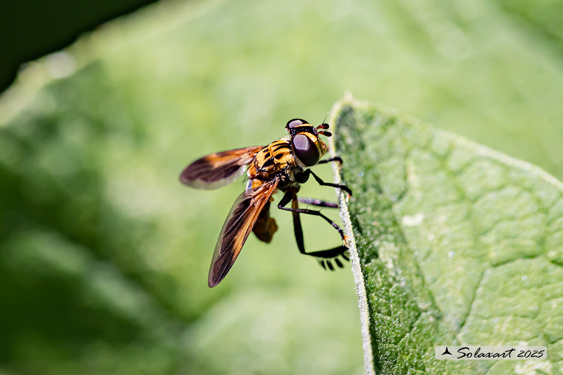 Trichopoda giacomelli