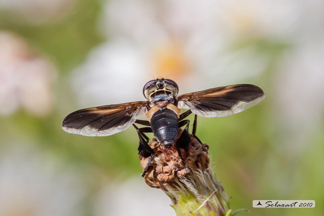 Ordine: Diptera, ditteri, mosche; Famiglia: Tachinidae; Specie: Trichopoda pennipes