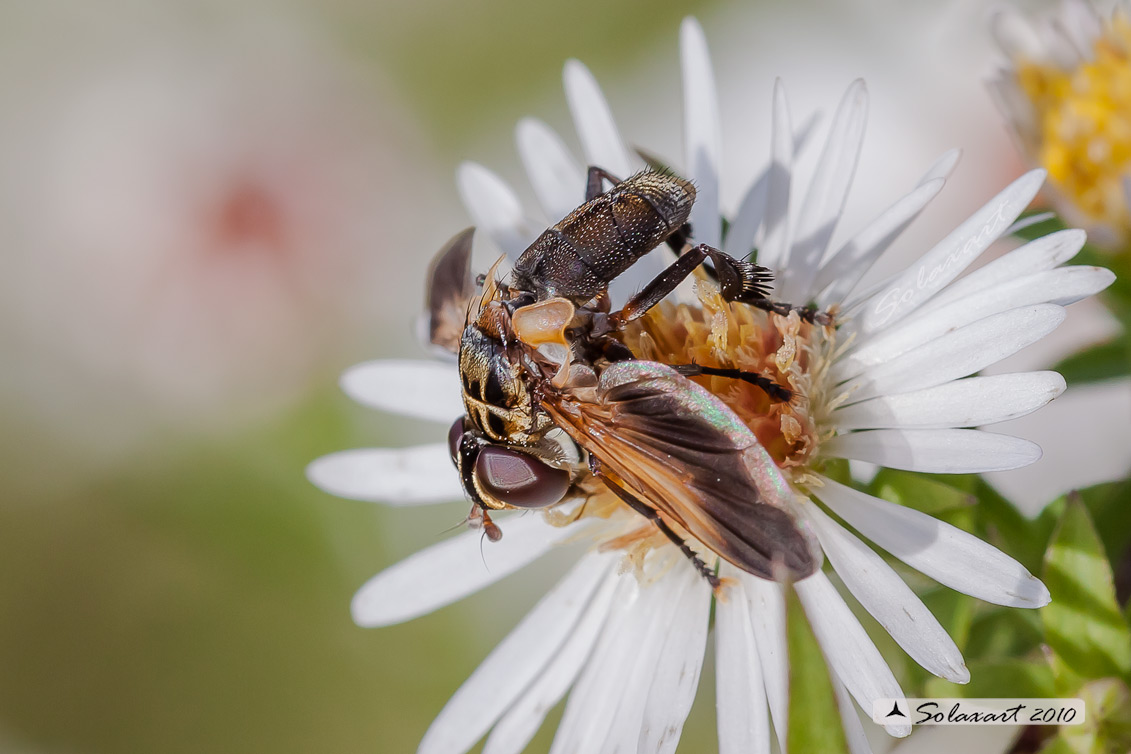 Ordine: Diptera, ditteri, mosche; Famiglia: Tachinidae; Specie: Trichopoda pennipes