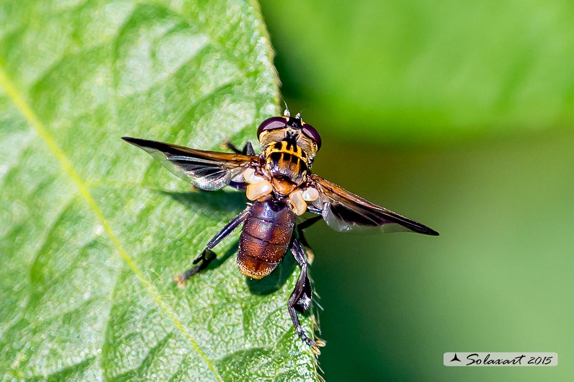 Trichopoda pennipes