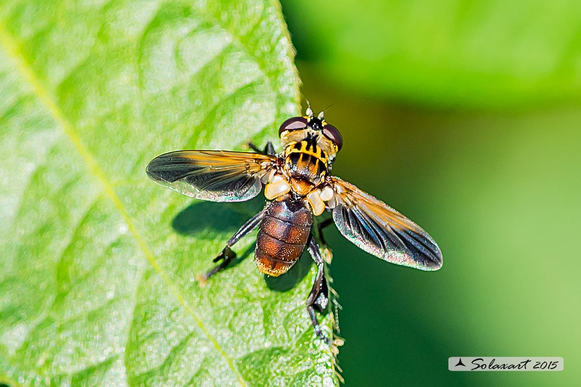 Trichopoda pennipes