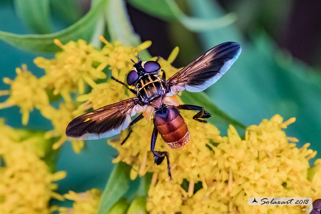 Trichopoda pennipes