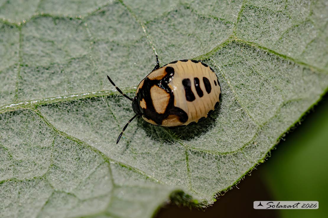 Tritomegas bicolor - Pied shield bug