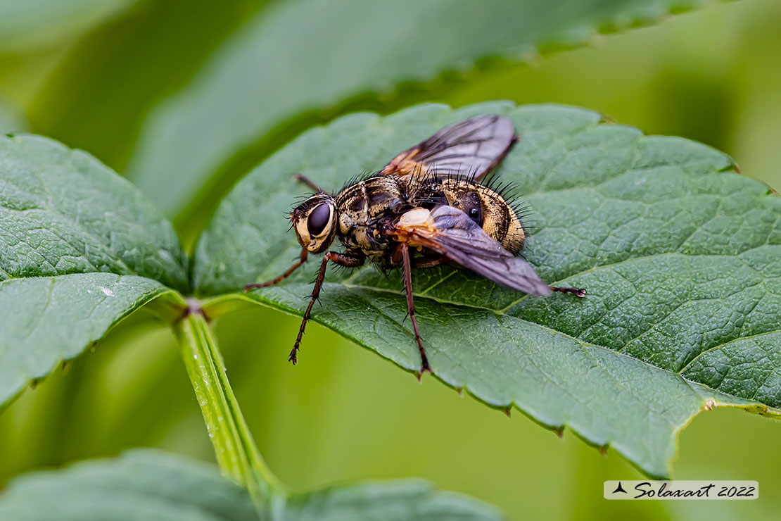 Trixa alpina
