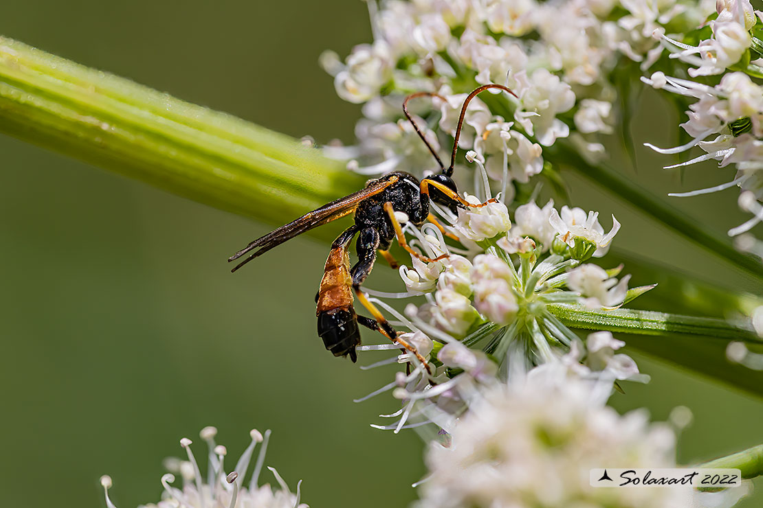 Tryphoninae sp