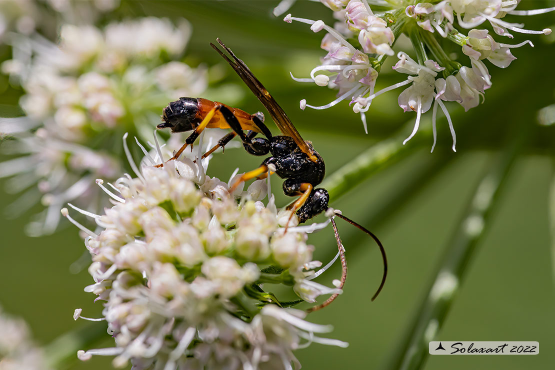 Tryphoninae sp