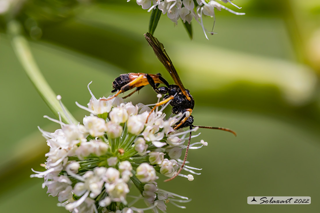 Tryphoninae sp