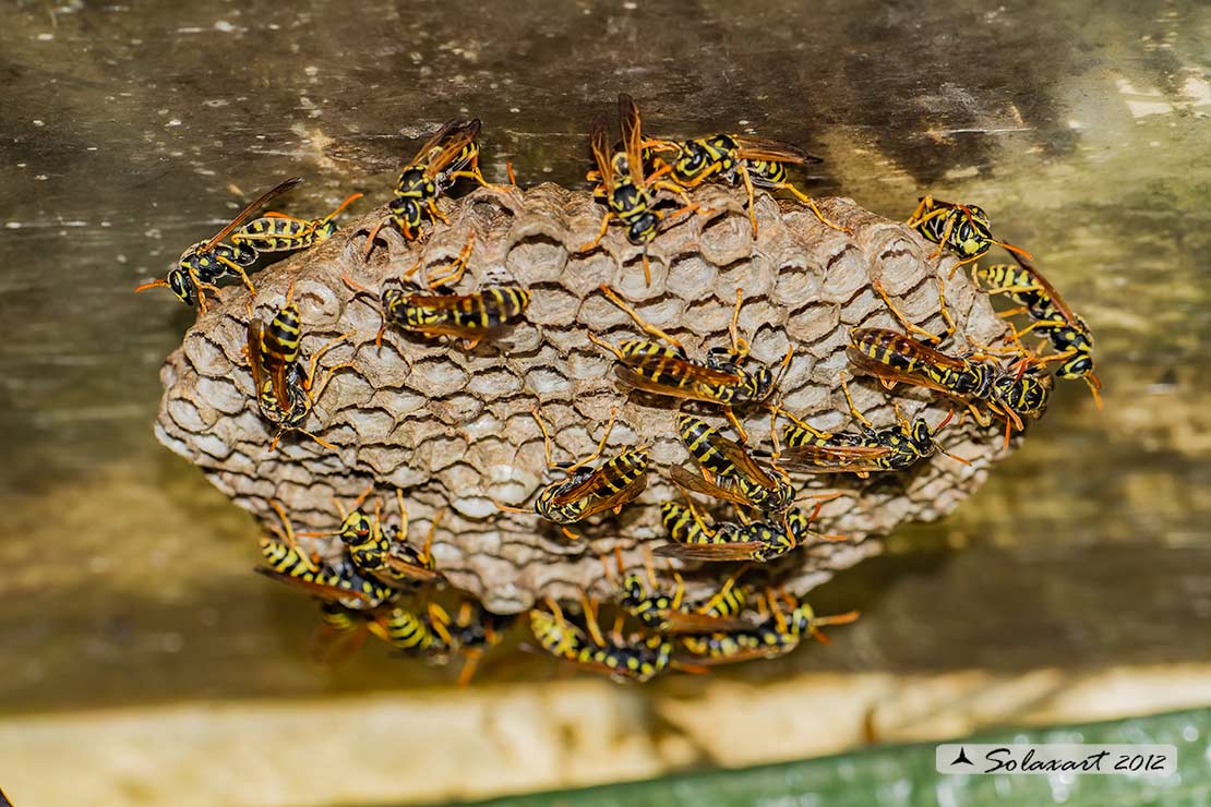 Polistes dominulus - Vespa - European paper wasp