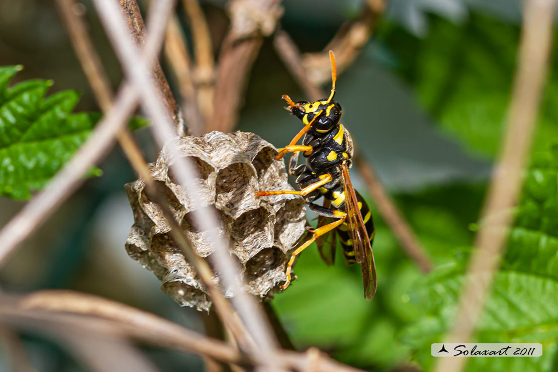 Polistes dominulus - Vespa - European paper wasp