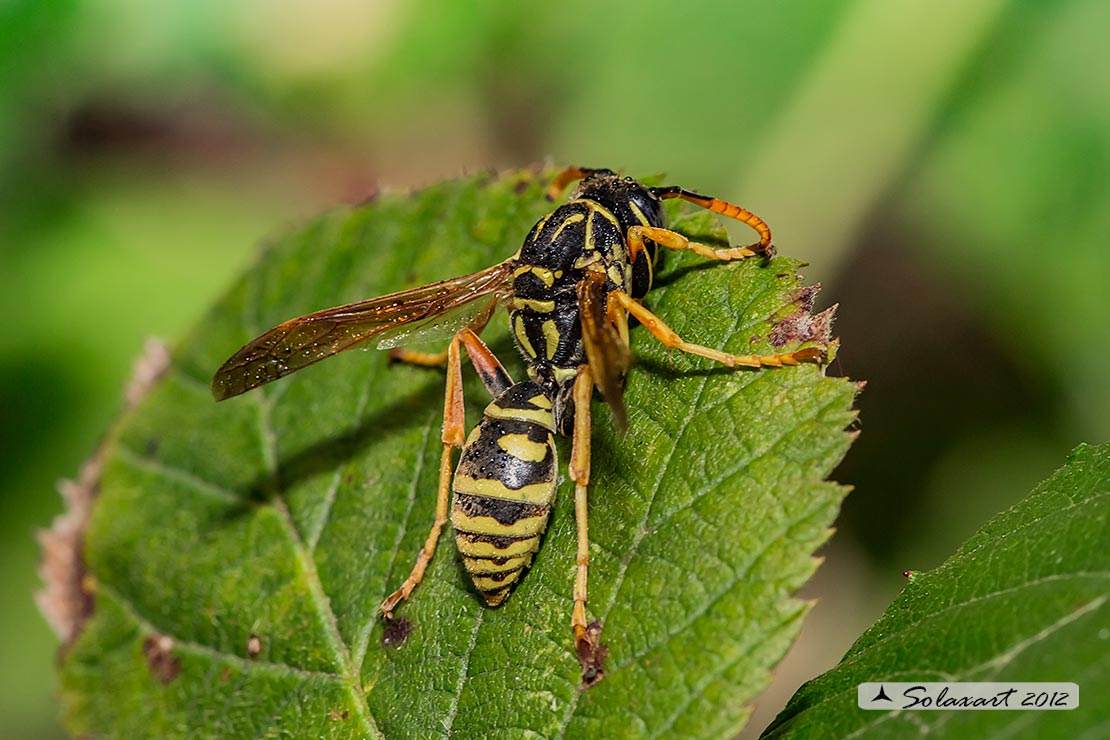 Polistes dominulus - Vespa - European paper wasp