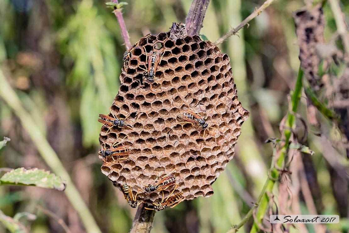 Polistes dominulus - Vespa - European paper wasp