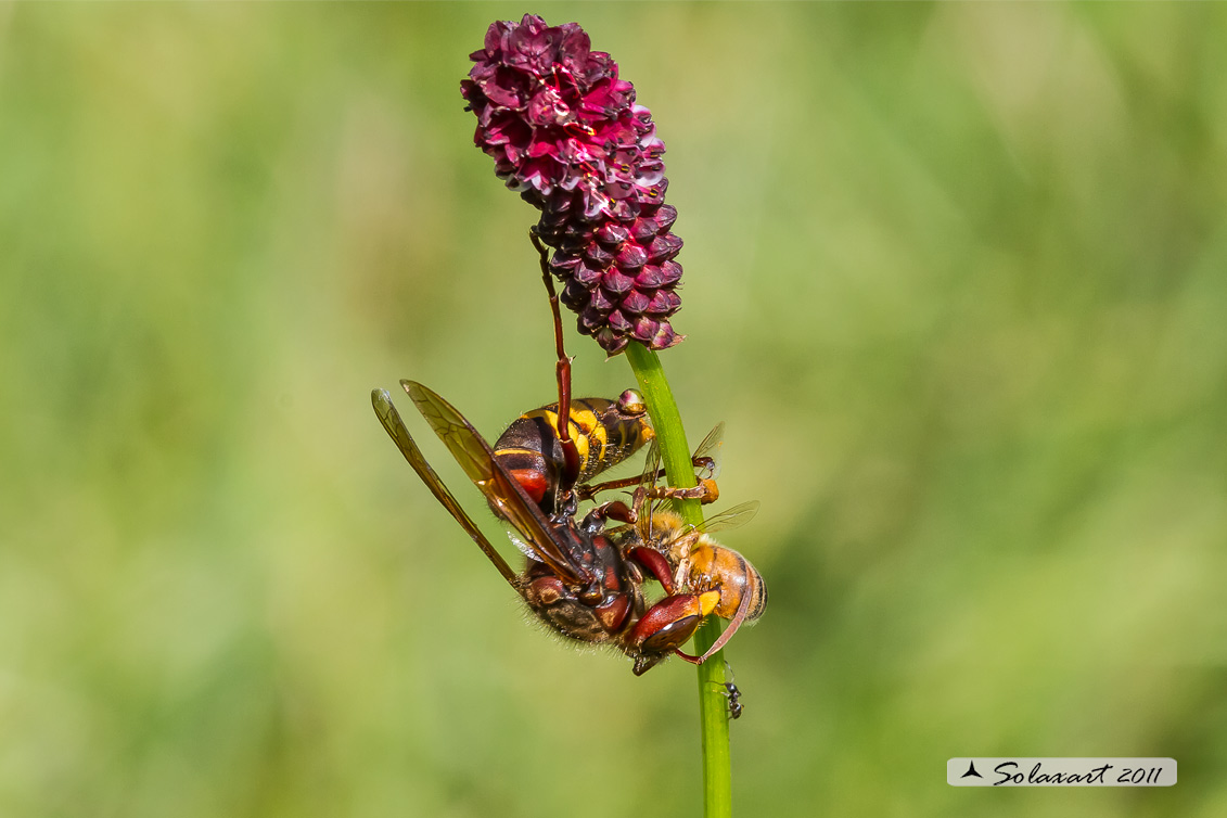 Ape mellifera predata da un calabrone - Vespa crabro