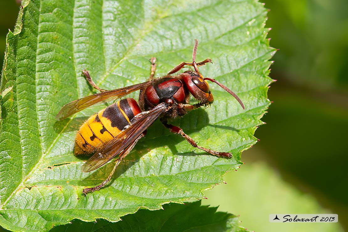 Vespa crabro - Calabrone - German yellowjacket
