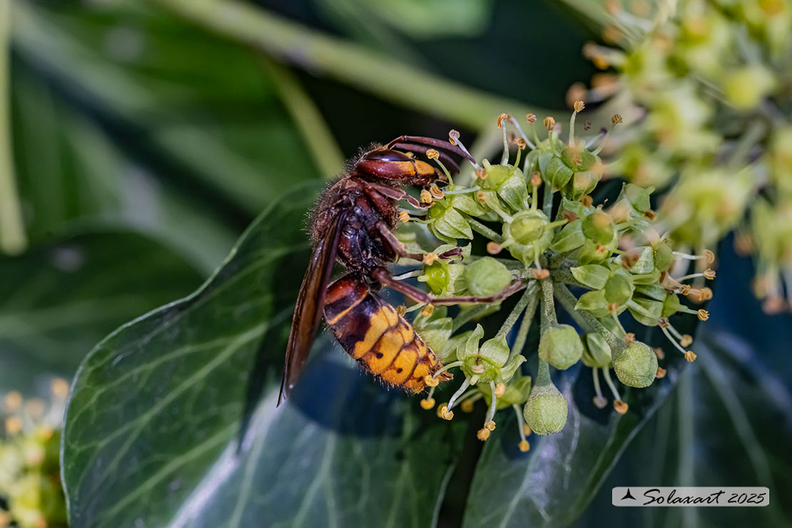 Vespa crabro - Calabrone - German yellowjacket