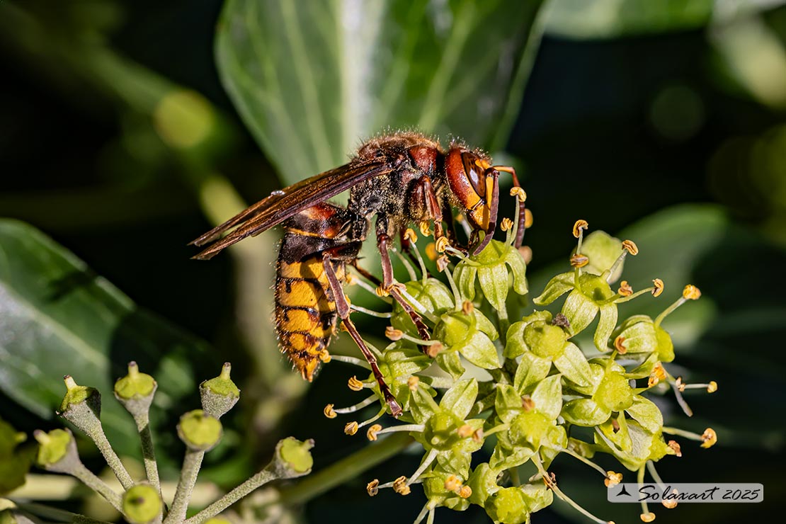 Vespa crabro - Calabrone - German yellowjacket