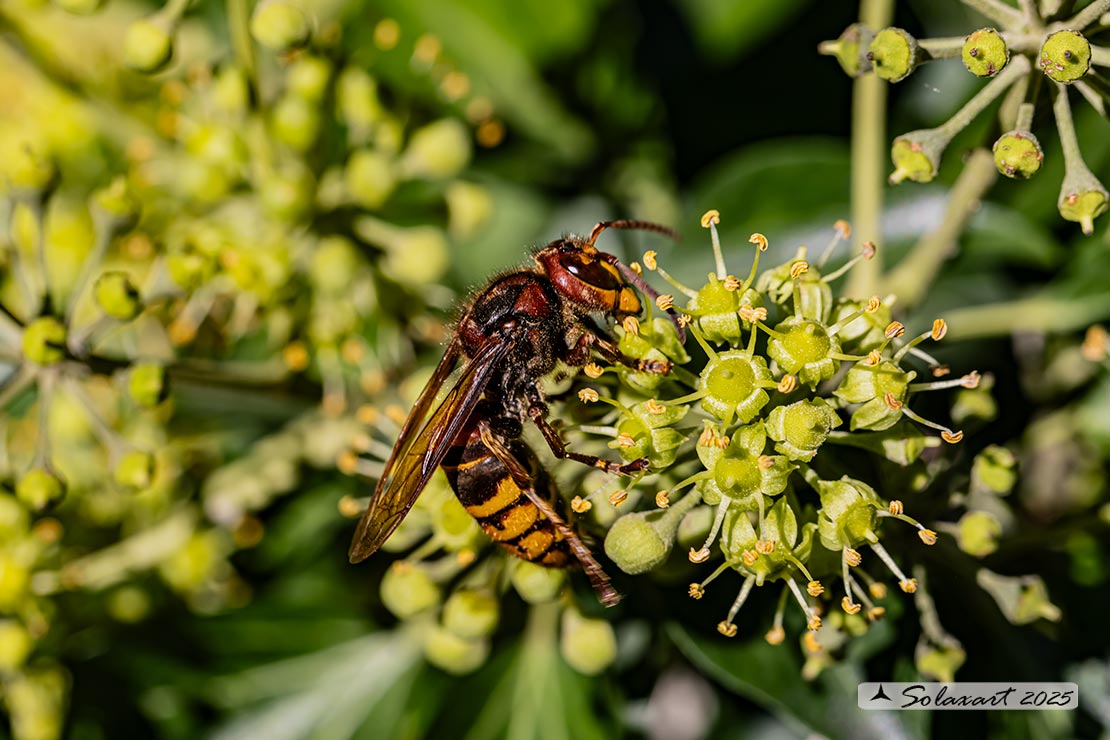 Vespa crabro - Calabrone - German yellowjacket