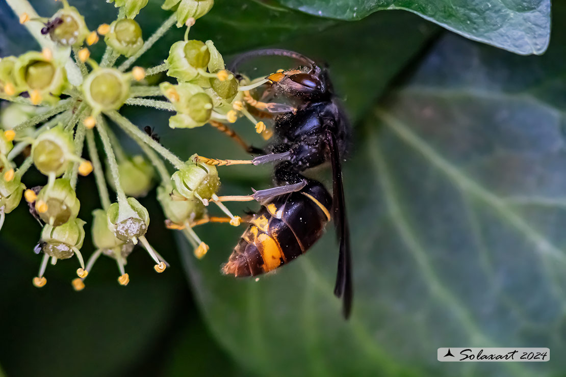 Vespa velutina nigrithorax - Calabrone zampe gialle - German yellowjacket