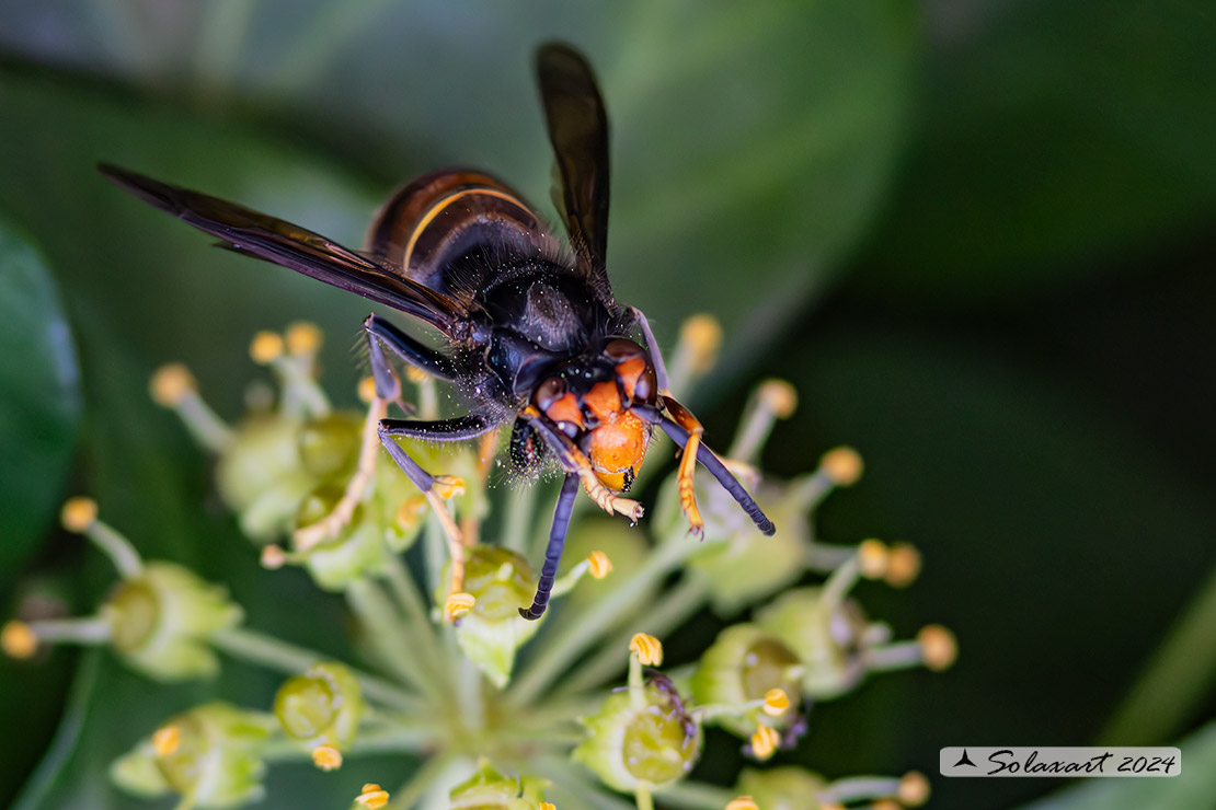 Vespa velutina nigrithorax - Calabrone zampe gialle - German yellowjacket