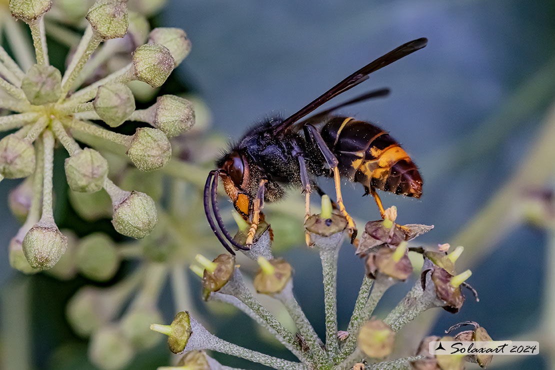 Vespa velutina nigrithorax - Calabrone zampe gialle - German yellowjacket