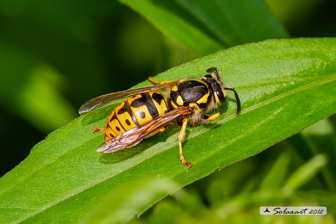 Vespula germanica - Vespa tedesca - German yellowjacket