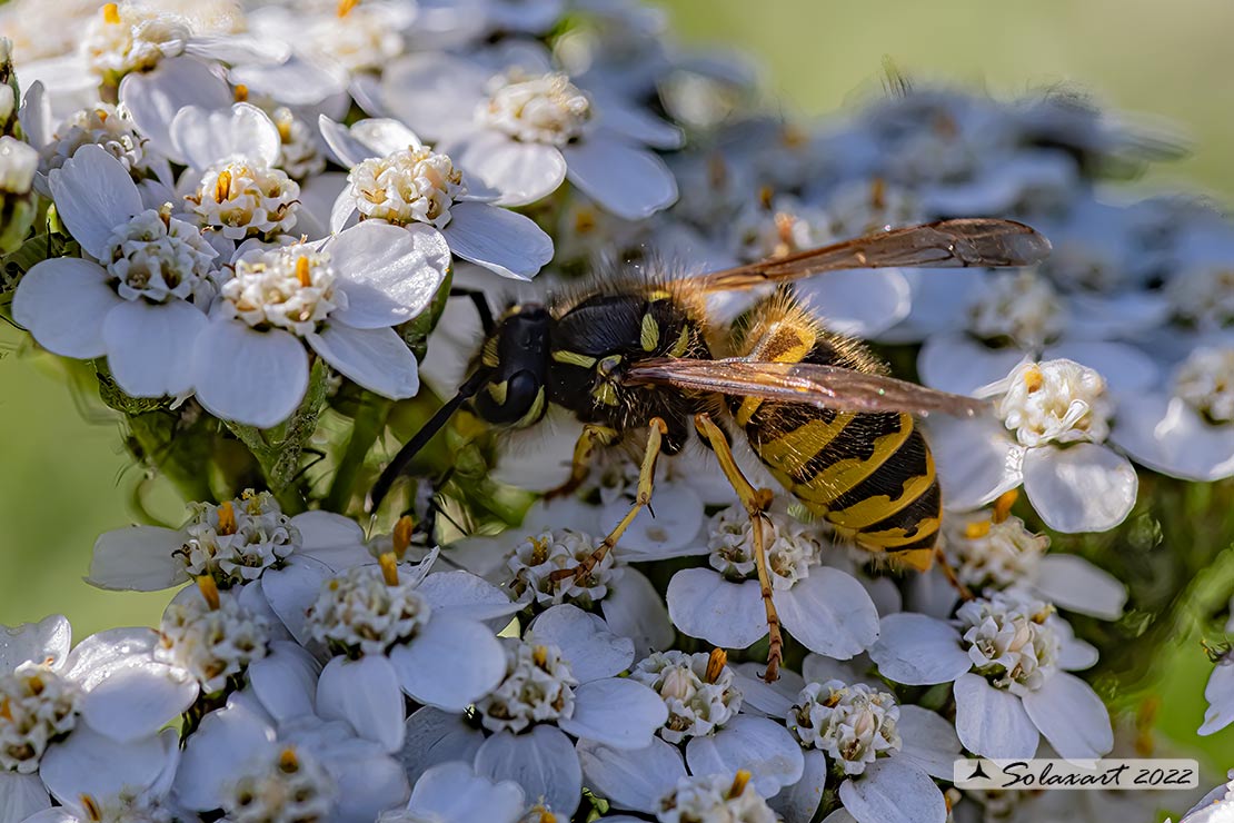 Vespula vulgaris - Vespa Comune - Common