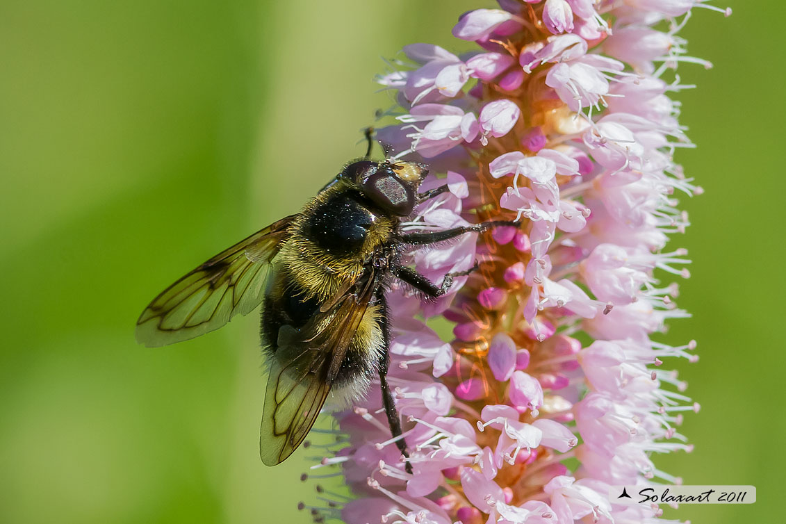 Volucella bombylans - plumata