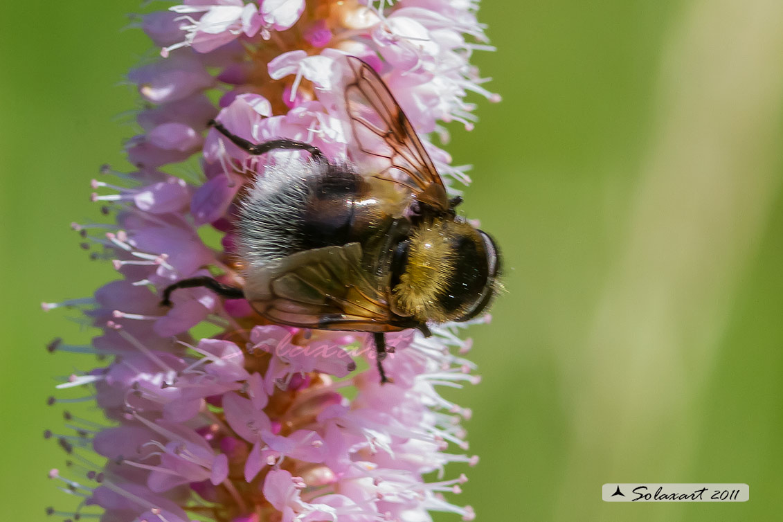 Volucella bombylans - plumata