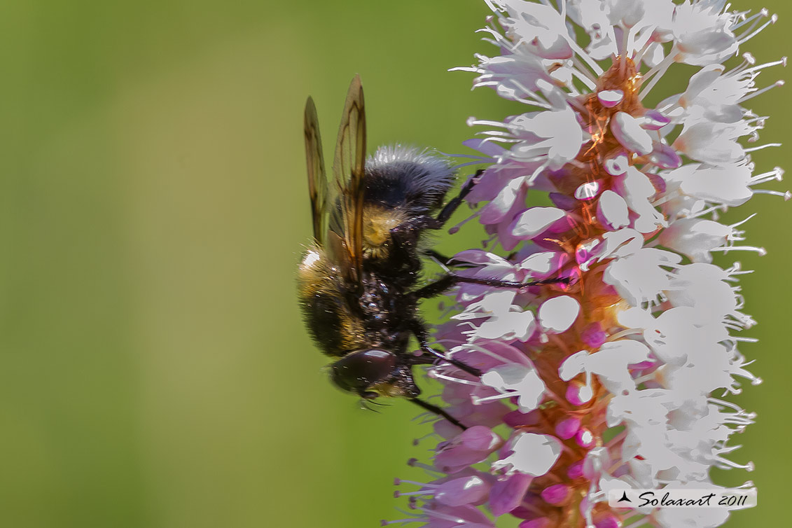 Volucella bombylans - plumata