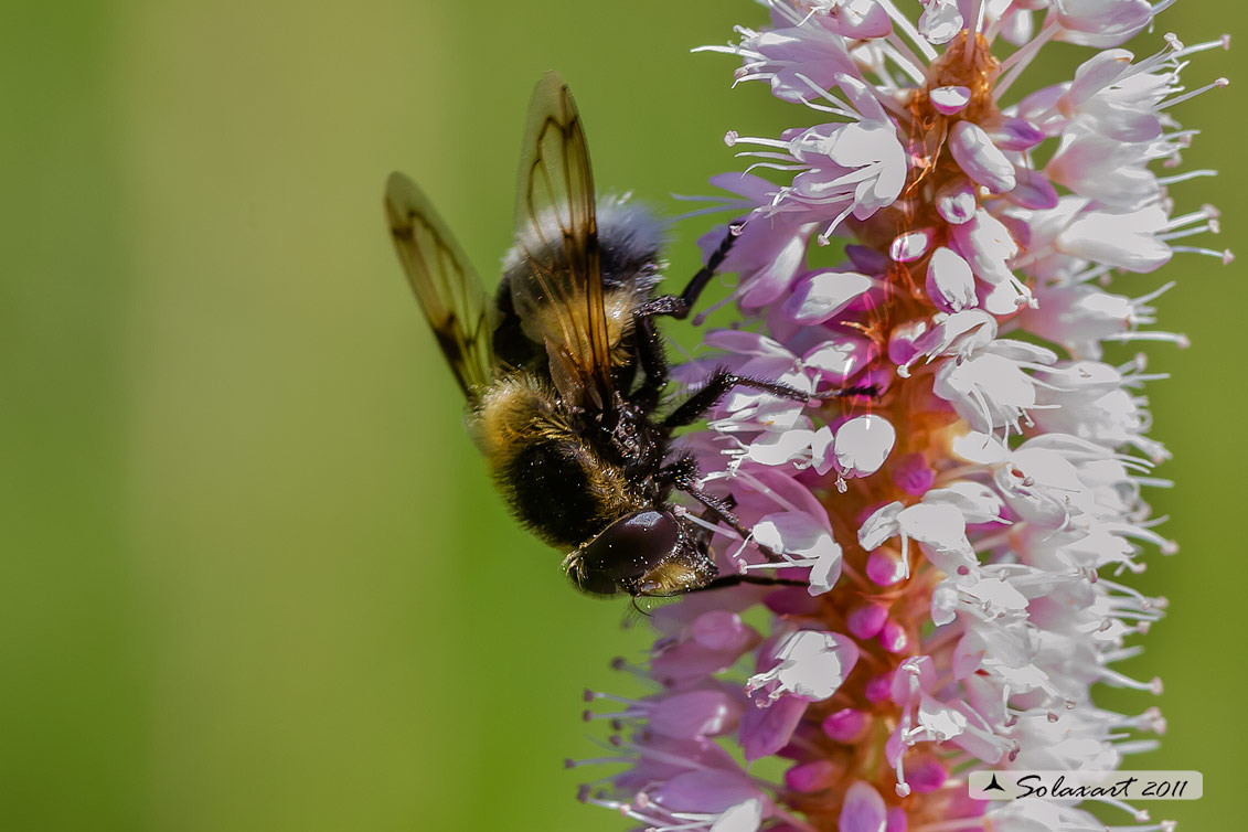 Volucella bombylans - plumata