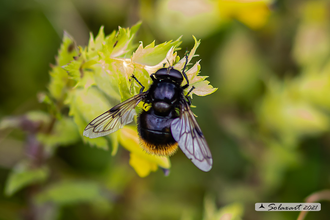 Volucella bombylans - bombylans