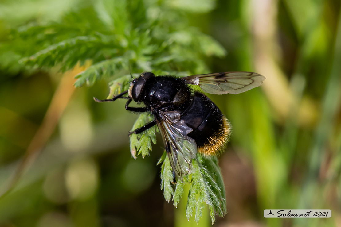 Volucella bombylans - bombylans