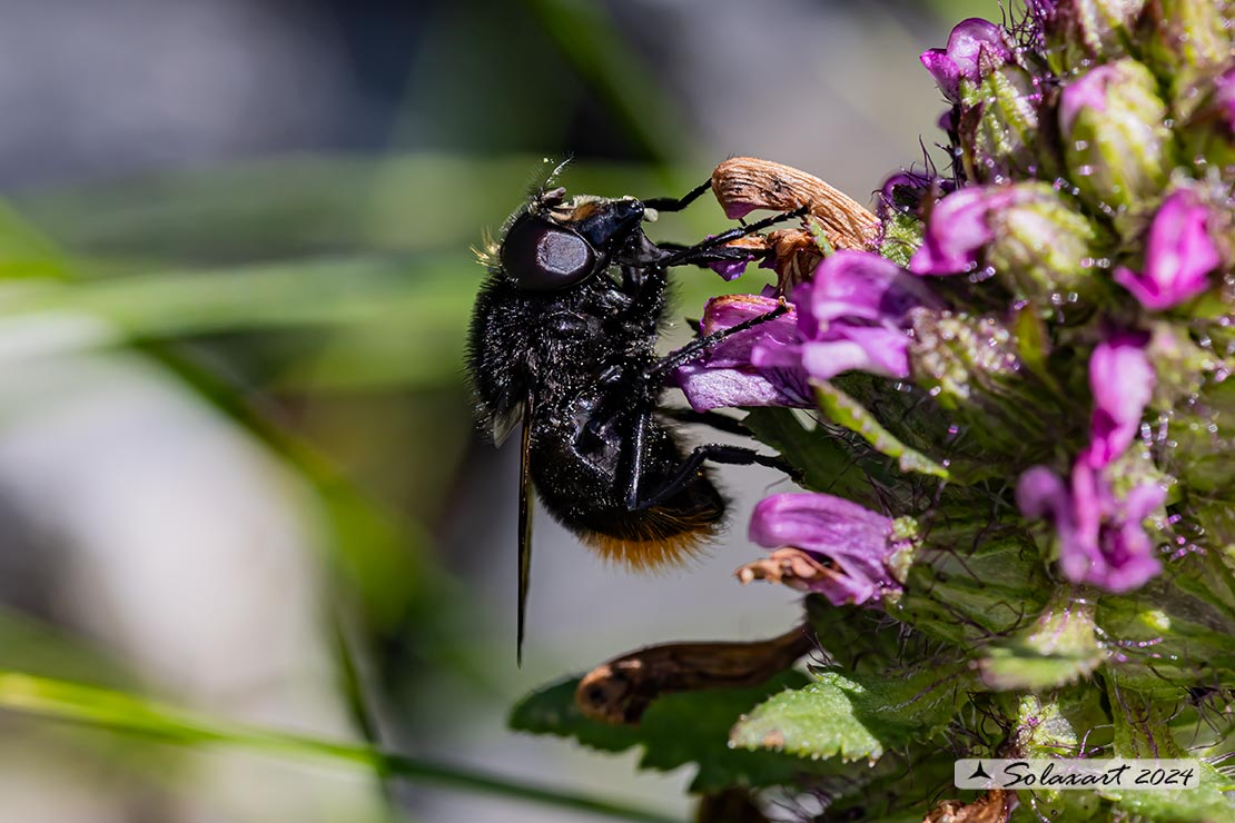 Volucella bombylans - bombylans