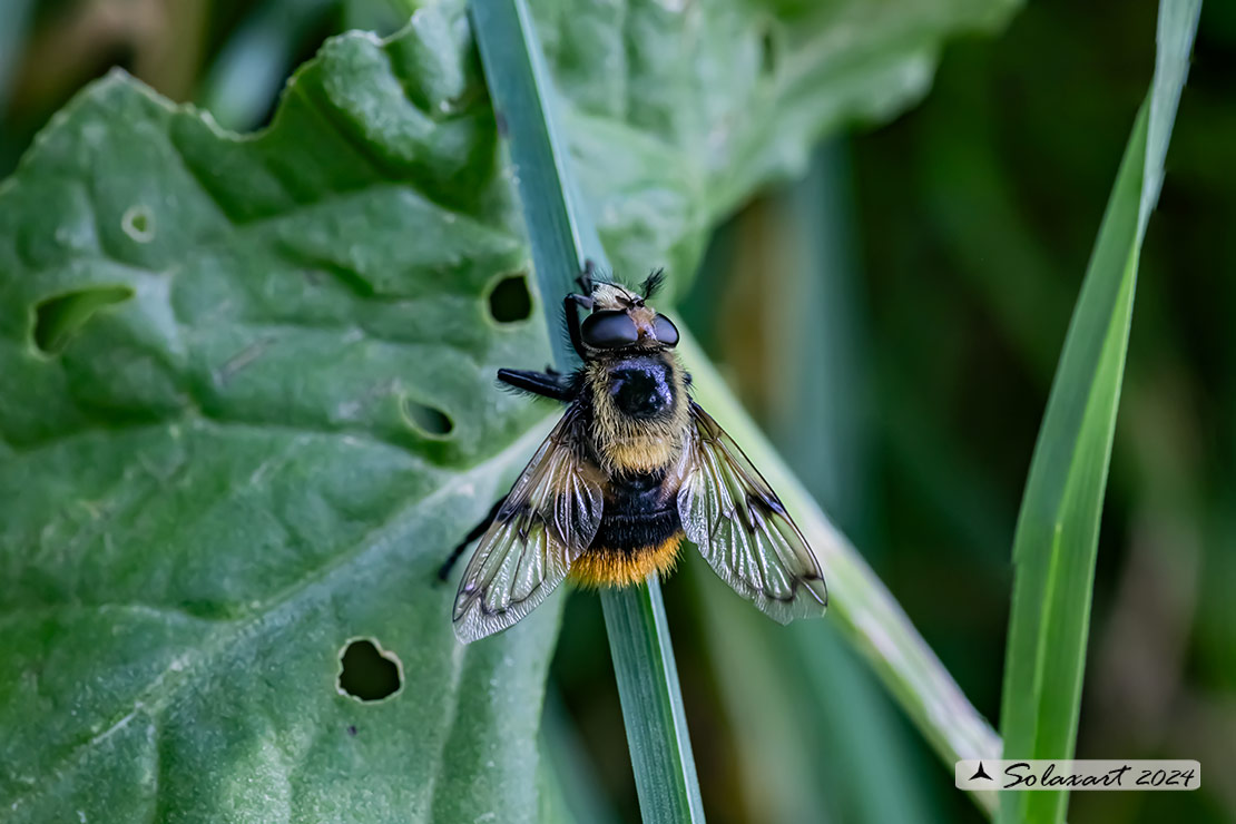 Volucella bombylans - plumata