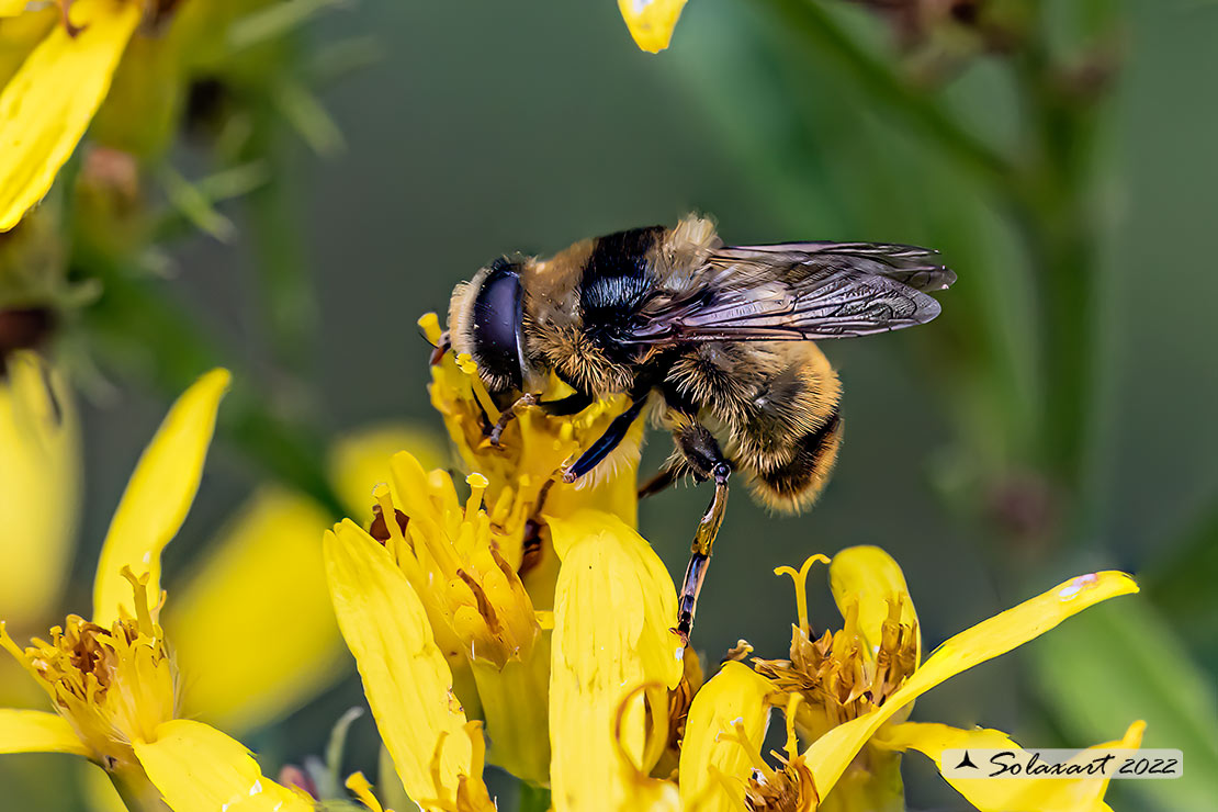 Volucella bombylans - plumata