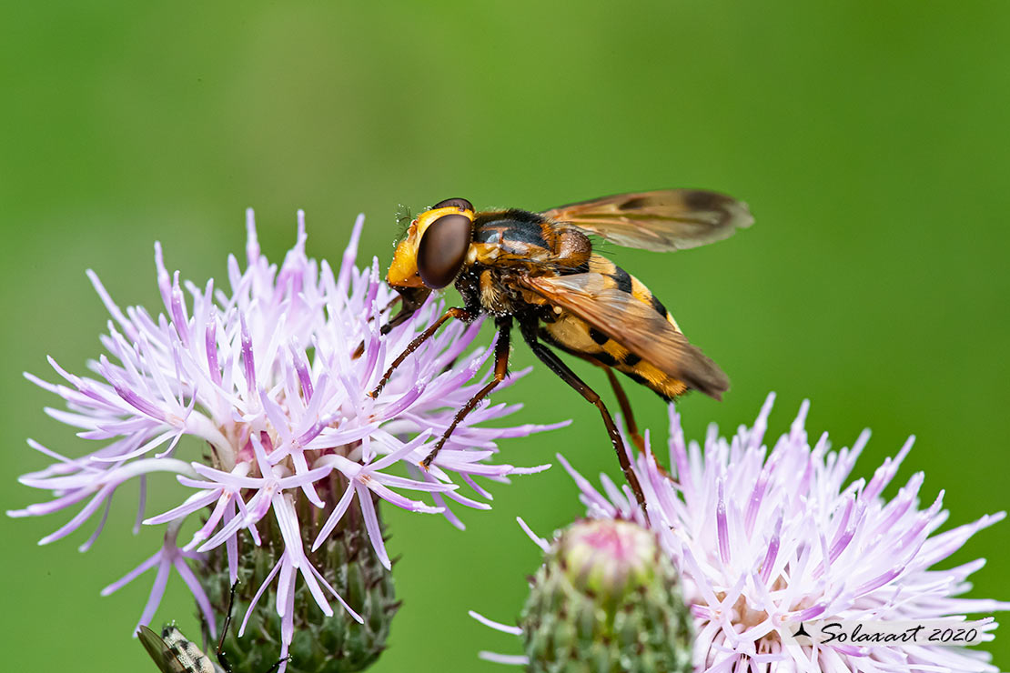 Volucella inanis