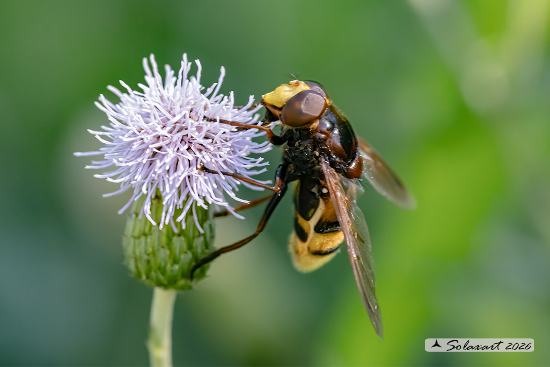 Volucella inanis